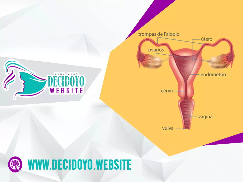 Describir el aporte hormonal que ocurren durante la menstruación